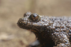 Bombina variegata